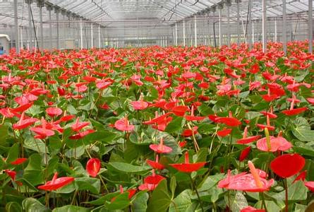 國貿(mào)綠植物租賃公司，國貿(mào)綠植租擺