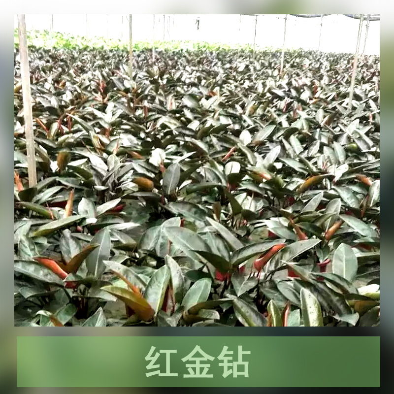 紅金鉆基地直銷 金鉆盆栽批發(fā)  紅金鉆植物價格 廣州紅金鉆