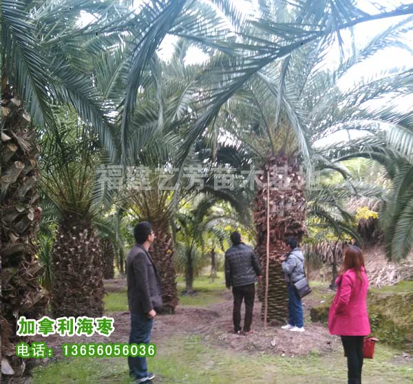 漳州加拿利海棗產地 加拿利海棗苗廠家 加拿利海棗一棵多少錢 加拿利海棗種子批發(fā)商 加拿利海棗批發(fā) 加拿利海棗供應商