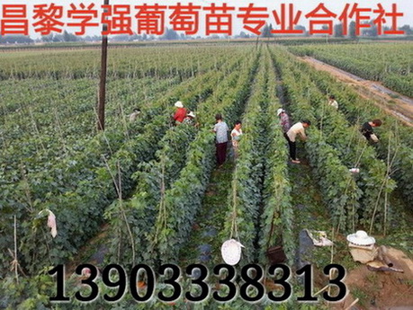 營養(yǎng)袋葡萄苗 營養(yǎng)缽葡萄苗 營養(yǎng)袋葡萄苗 營養(yǎng)缽葡萄苗價格