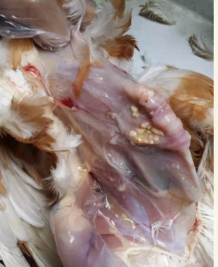 雞滑液囊支原體是怎么回事？如何有效的*和預(yù)防滑液囊