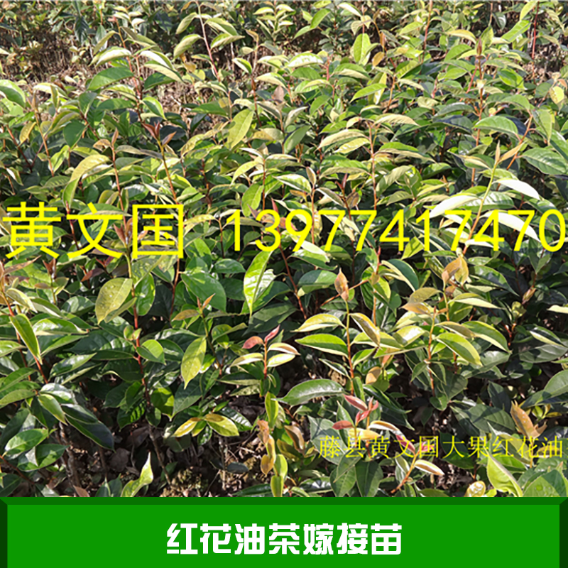 紅花油茶嫁接苗產(chǎn)品 專業(yè)紅花油茶種植基地 紅花油茶嫁接苗批發(fā) 紅花油茶嫁接苗價格