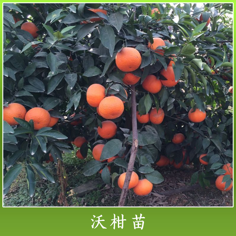 廣西沃柑苗批發(fā) 沃柑雜柑種苗 高產(chǎn)沃柑柑橘果苗 晚熟類優(yōu)質(zhì)柑橘苗木