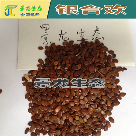 廣西邊坡綠化|廣西灌木種子|廣西銀合歡|南寧銀合歡