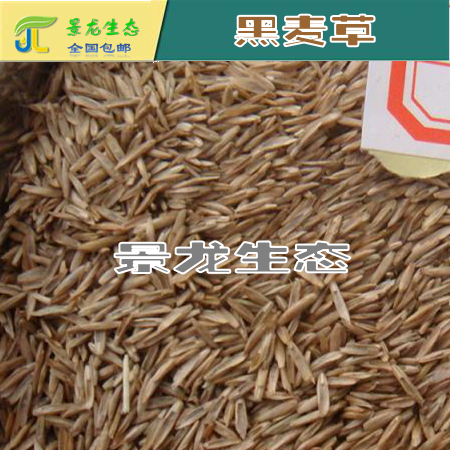廣西邊坡綠化|廣西灌木種子|廣西黑麥草|南寧黑麥草