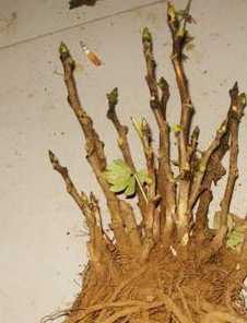 牡丹苗出售10到15年的優(yōu)質(zhì)牡丹