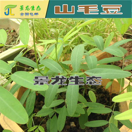 廣西南寧綠化灌木種子批發(fā) 山毛豆 豬屎豆 木豆 銀合歡 刺槐