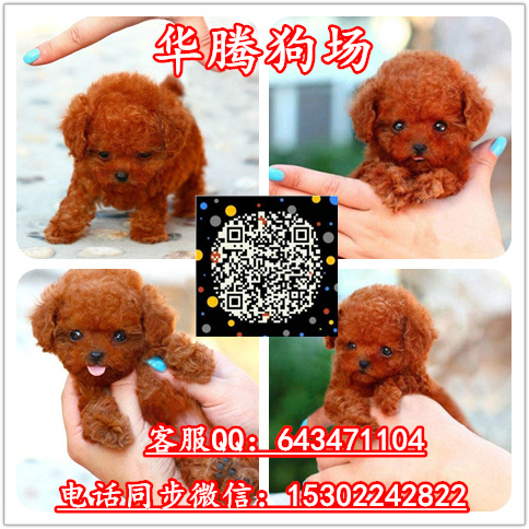 供應(yīng)泰迪熊犬價(jià)格多少純種泰迪熊幼犬價(jià)錢(qián)多少泰迪熊犬怎么養(yǎng)