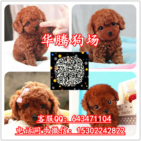 供應(yīng)泰迪熊犬價(jià)格多少純種泰迪熊幼犬價(jià)錢(qián)多少泰迪熊犬怎么養(yǎng)