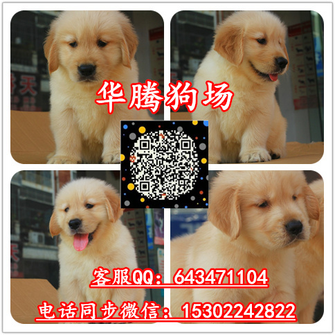 純種金毛犬價(jià)格多少?gòu)V州哪里有賣金毛幼犬價(jià)格廣州金毛狗場(chǎng)