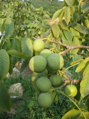 薄皮核桃苗、核桃苗批發(fā)、核桃樹苗、紙皮核桃苗