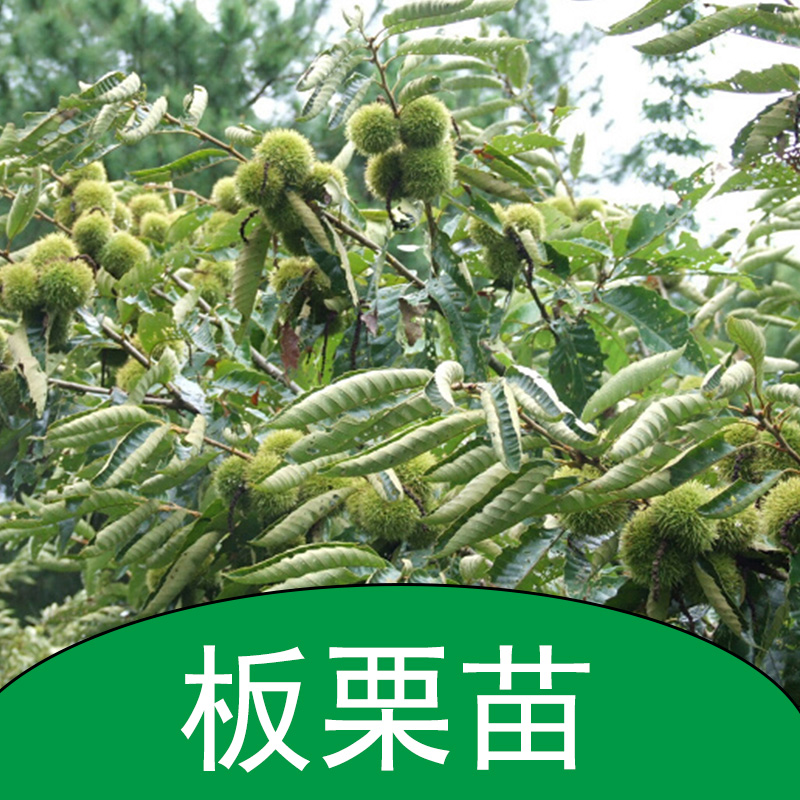 板栗苗 板栗幼苗 板栗樹苗 板栗苗廠家
