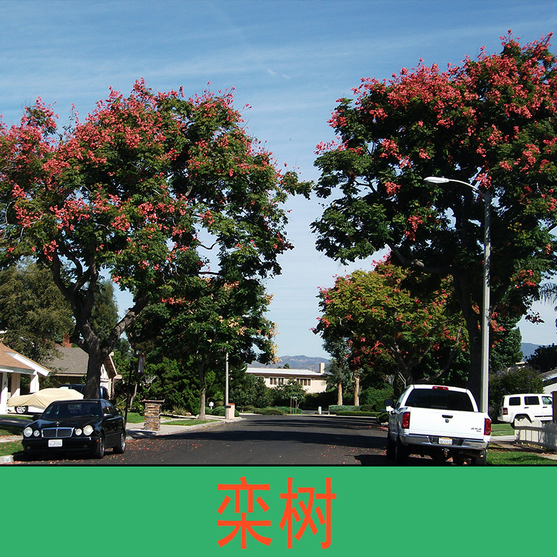 欒樹(shù)  欒樹(shù)苗 欒樹(shù)苗價(jià)格 欒樹(shù)樹(shù)苗