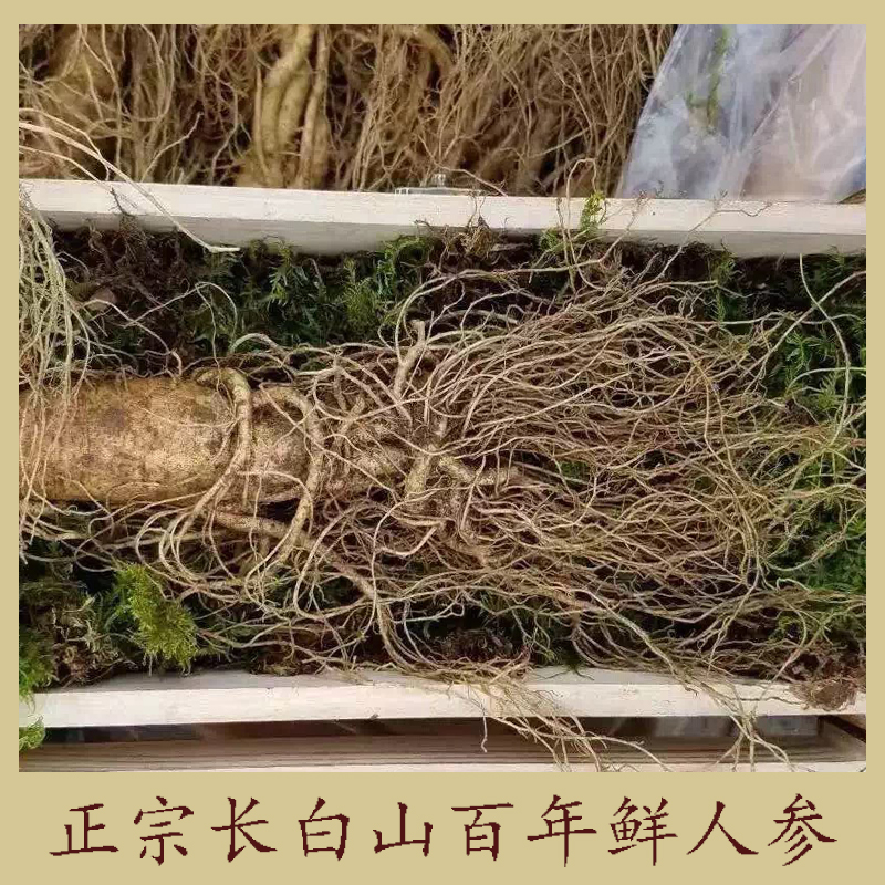 長白山百年鮮人參 長白山林下參 產(chǎn)地批發(fā)野山參