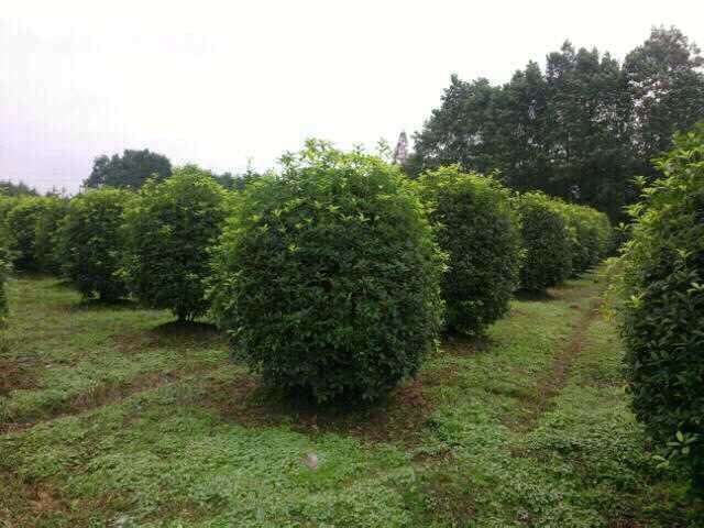 溫江桂花 溫江低分枝桂花  四川地分枝桂花價格  成都地分枝桂花
