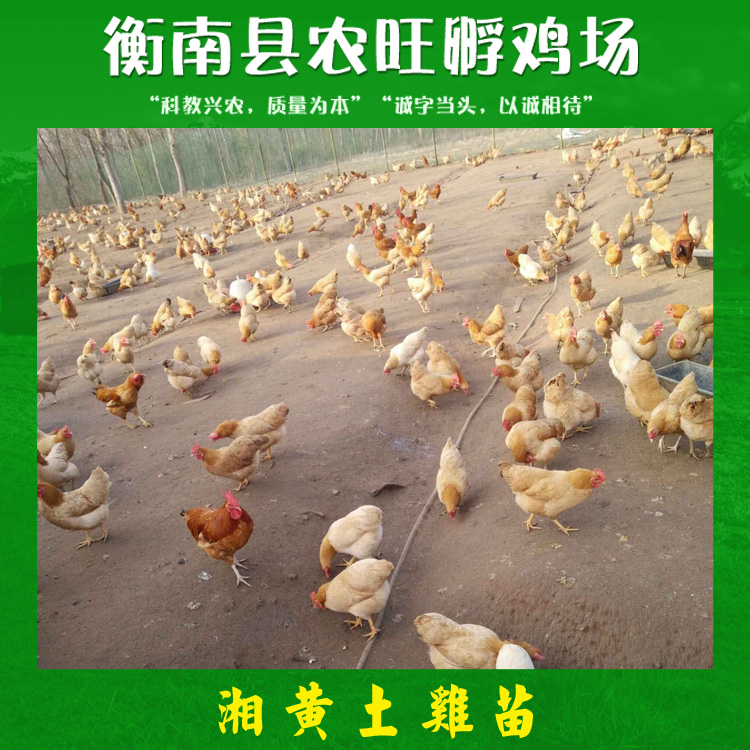 湘黃土雞苗產(chǎn)品 湘黃土雞苗批發(fā) 湘黃土雞苗供應(yīng)商 湘黃土雞苗現(xiàn)貨 湘黃土雞苗價(jià)格