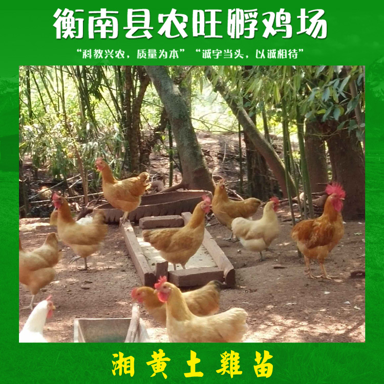 湘黃土雞苗產(chǎn)品 湘黃土雞苗批發(fā) 湘黃土雞苗供應(yīng)商 湘黃土雞苗現(xiàn)貨 湘黃土雞苗價(jià)格