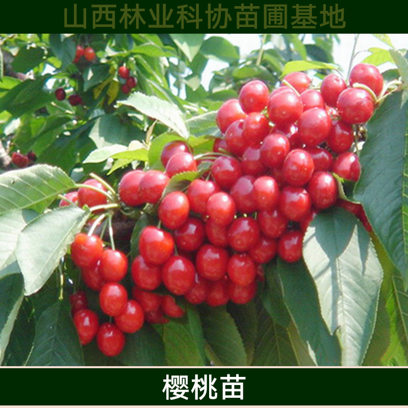 山西櫻桃苗批發(fā) 車?yán)遄訖烟颐缒?矮化大櫻桃樹苗 優(yōu)質(zhì)高產(chǎn)櫻桃種苗