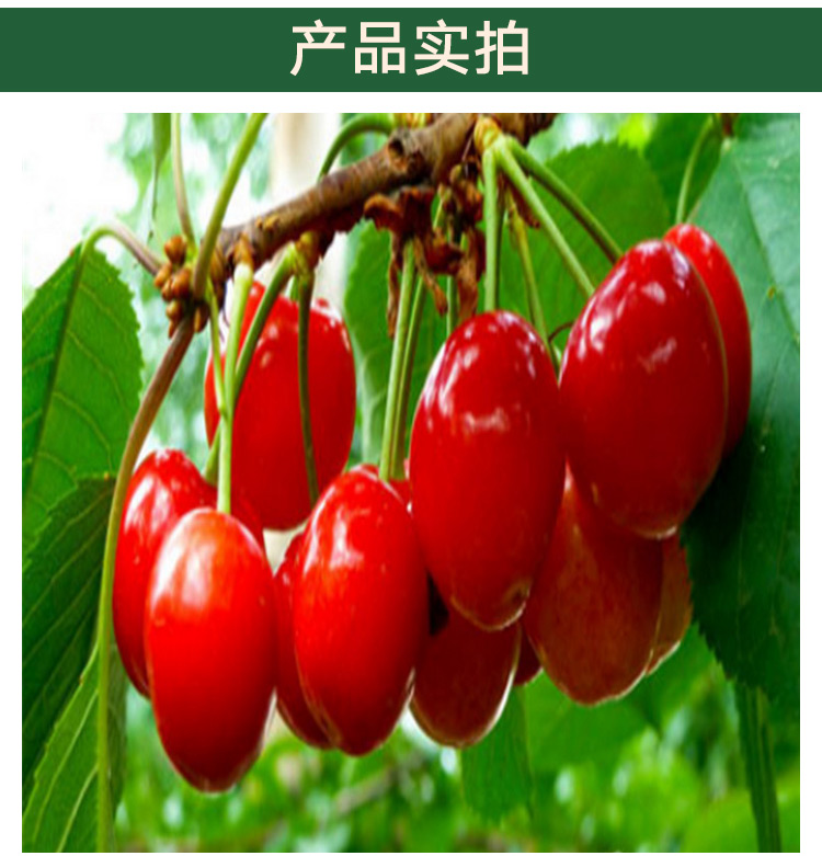 山西櫻桃苗巨早紅大櫻桃苗