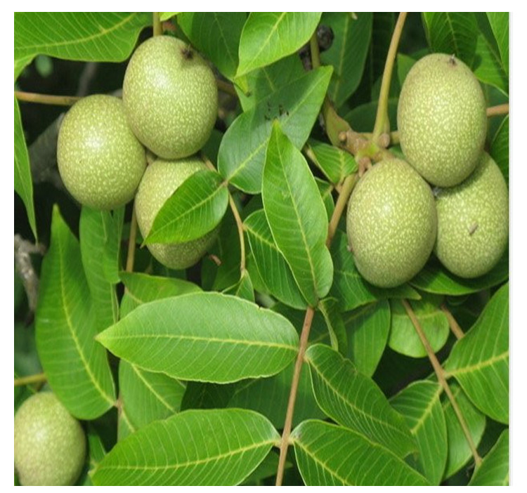 晉龍綿核苗 優(yōu)質(zhì)核桃樹苗 山西嫁接晉龍綿核桃苗基地
