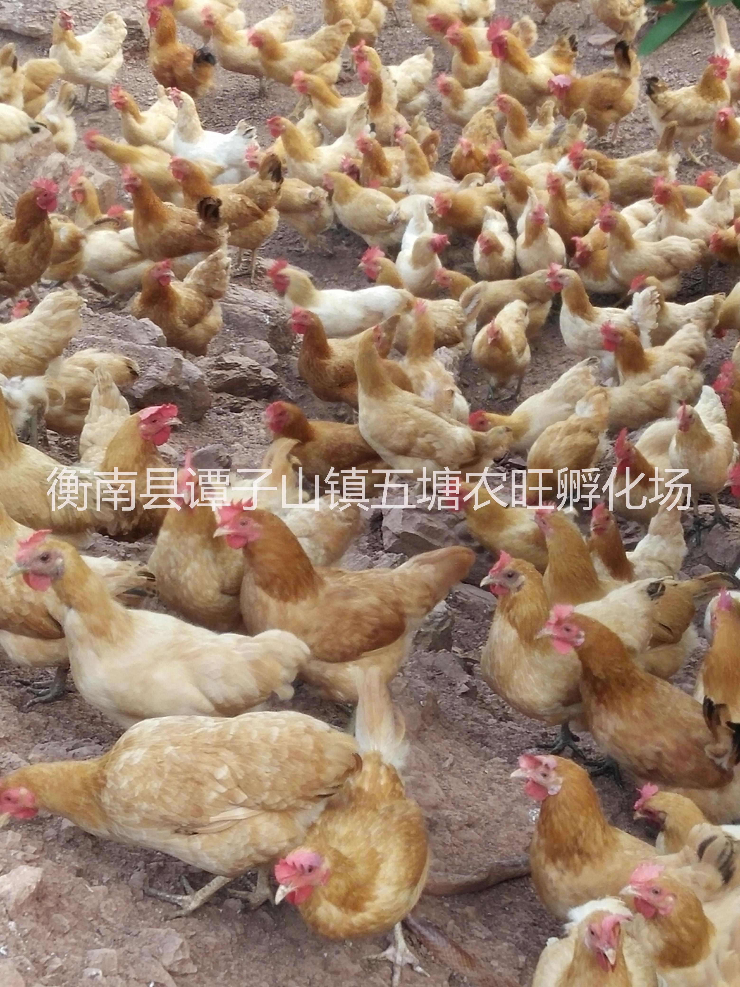 供應(yīng)湖南土雞母苗批發(fā)，湖南土雞苗廠家， 湖南郴州土雞母苗供應(yīng)批發(fā)