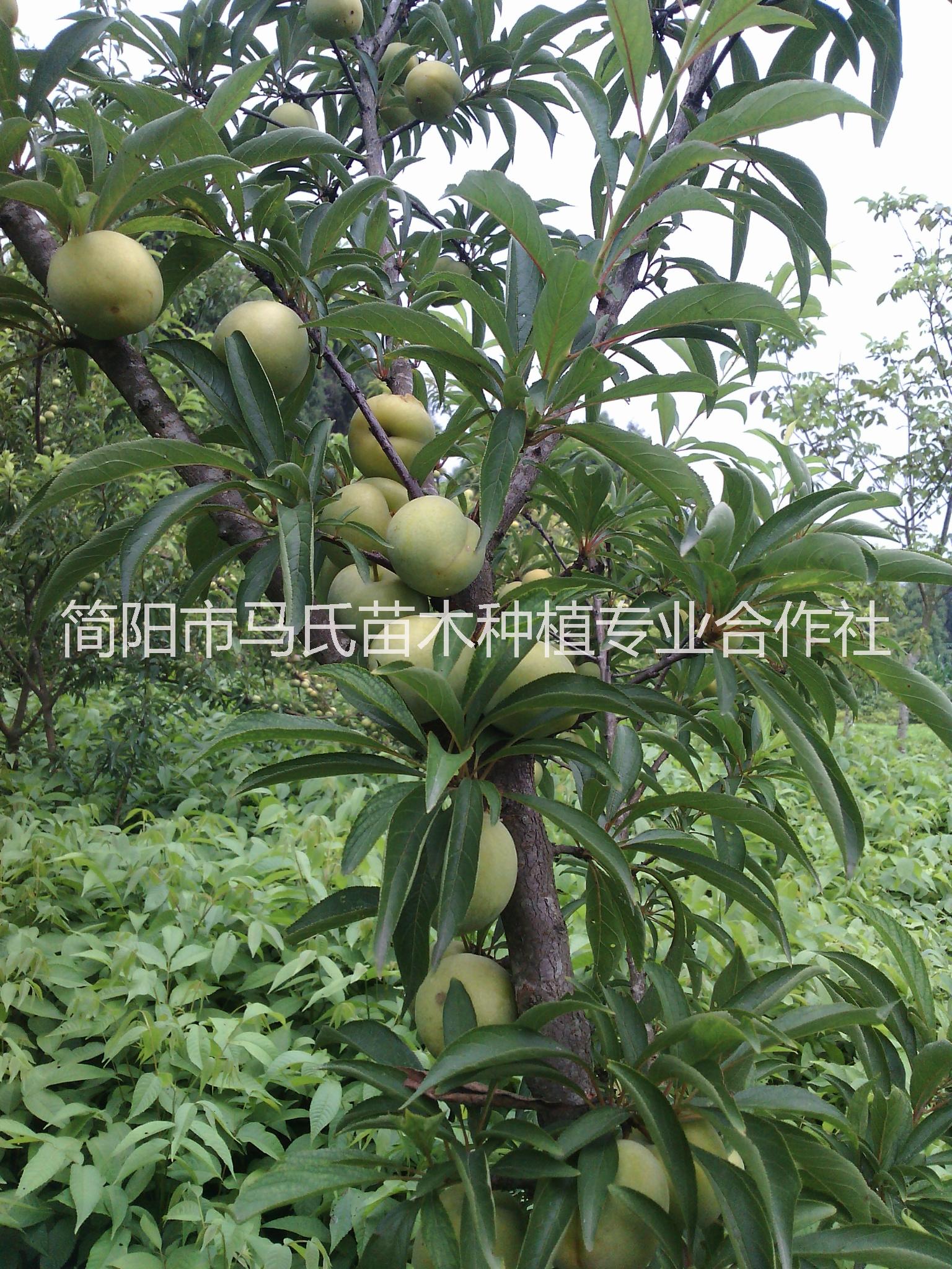 基地大量供應(yīng)脫骨李子苗，青脆李苗。