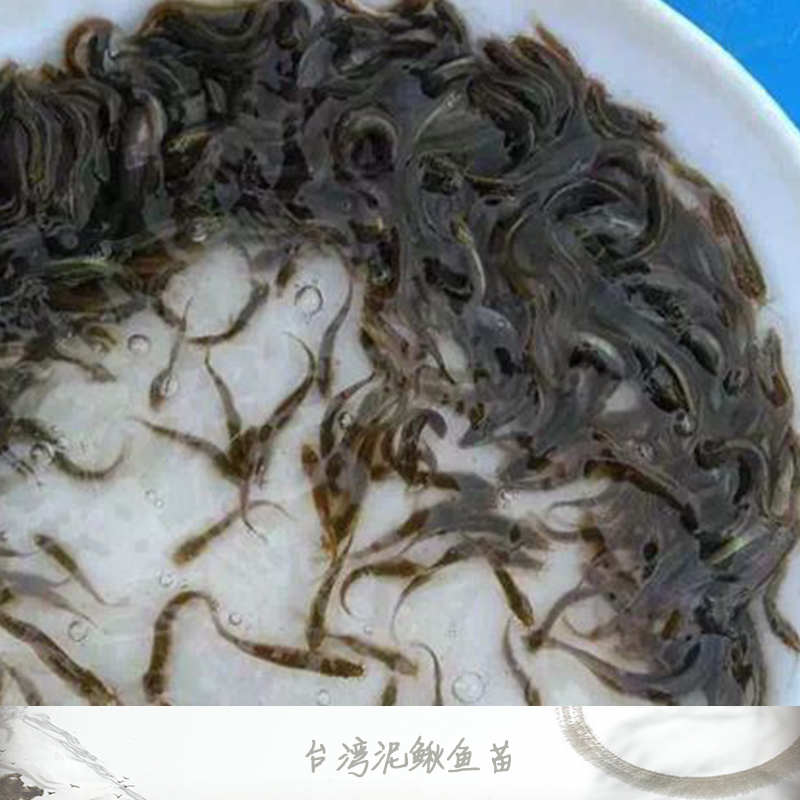 臺灣泥鰍魚苗 泥鰍魚苗養(yǎng)殖基地 泥鰍魚苗批發(fā)價格 泥鰍魚苗批發(fā) 泥鰍魚苗養(yǎng)殖