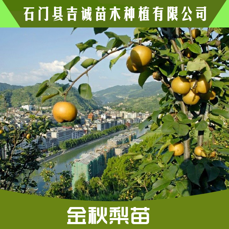 湖南金秋梨苗批發(fā) 優(yōu)質高產金秋梨苗木 金秋梨苗批發(fā) 金秋梨果苗