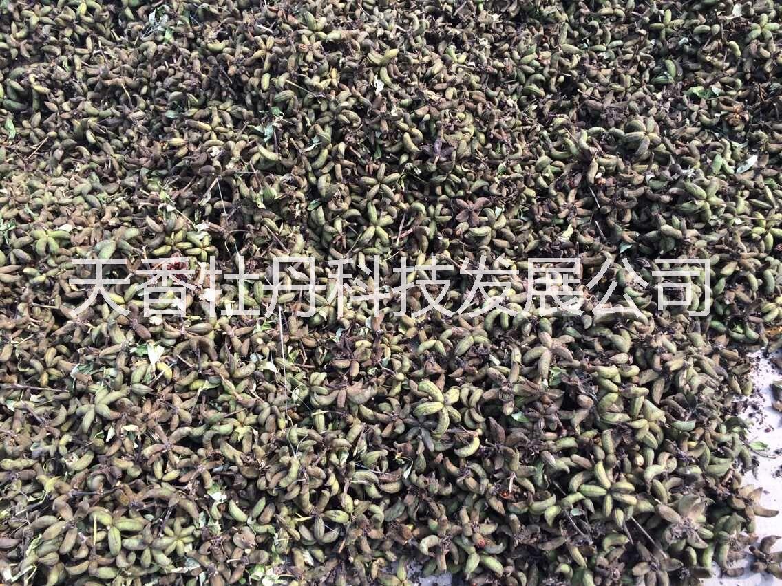 油用牡丹苗_油用牡丹苗出售_油用牡丹籽油_油用牡丹生產(chǎn)基地 牡丹種子