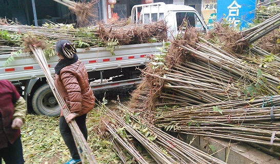 甘肅香椿苗量大優(yōu)惠 甘肅香椿苗品種批發(fā)   甘肅香椿苗價(jià)格