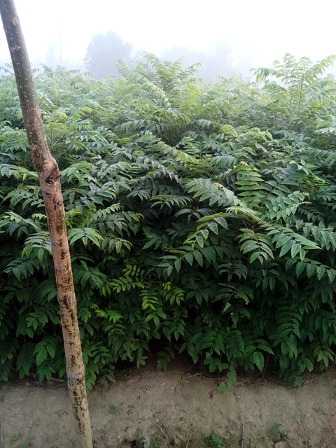 甘肅香椿苗量大優(yōu)惠 甘肅香椿苗品種批發(fā)   甘肅香椿苗價(jià)格