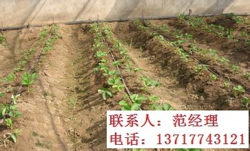 農(nóng)業(yè)灌溉滴灌管材【滴灌帶廠家】【滴灌管廠家】