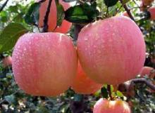 煙臺(tái)紅富士紙袋蘋(píng)果價(jià)格多少  山東紅富士蘋(píng)果哪里便宜好吃  價(jià)格便宜蘋(píng)果