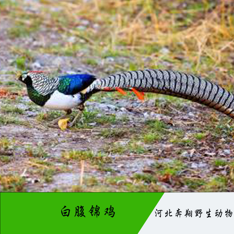 河北 白腹錦雞 觀賞性動物白腹錦雞活體 錦雞銅雞養(yǎng)殖 白腹錦雞雄鳥