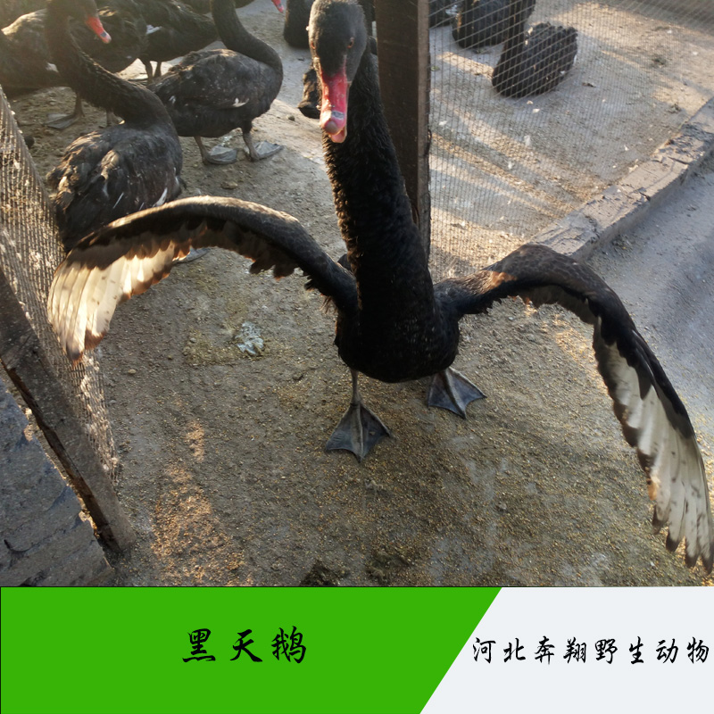 河北*養(yǎng)殖 觀賞性動(dòng)物澳洲* 通體羽色漆黑珍禽天鵝
