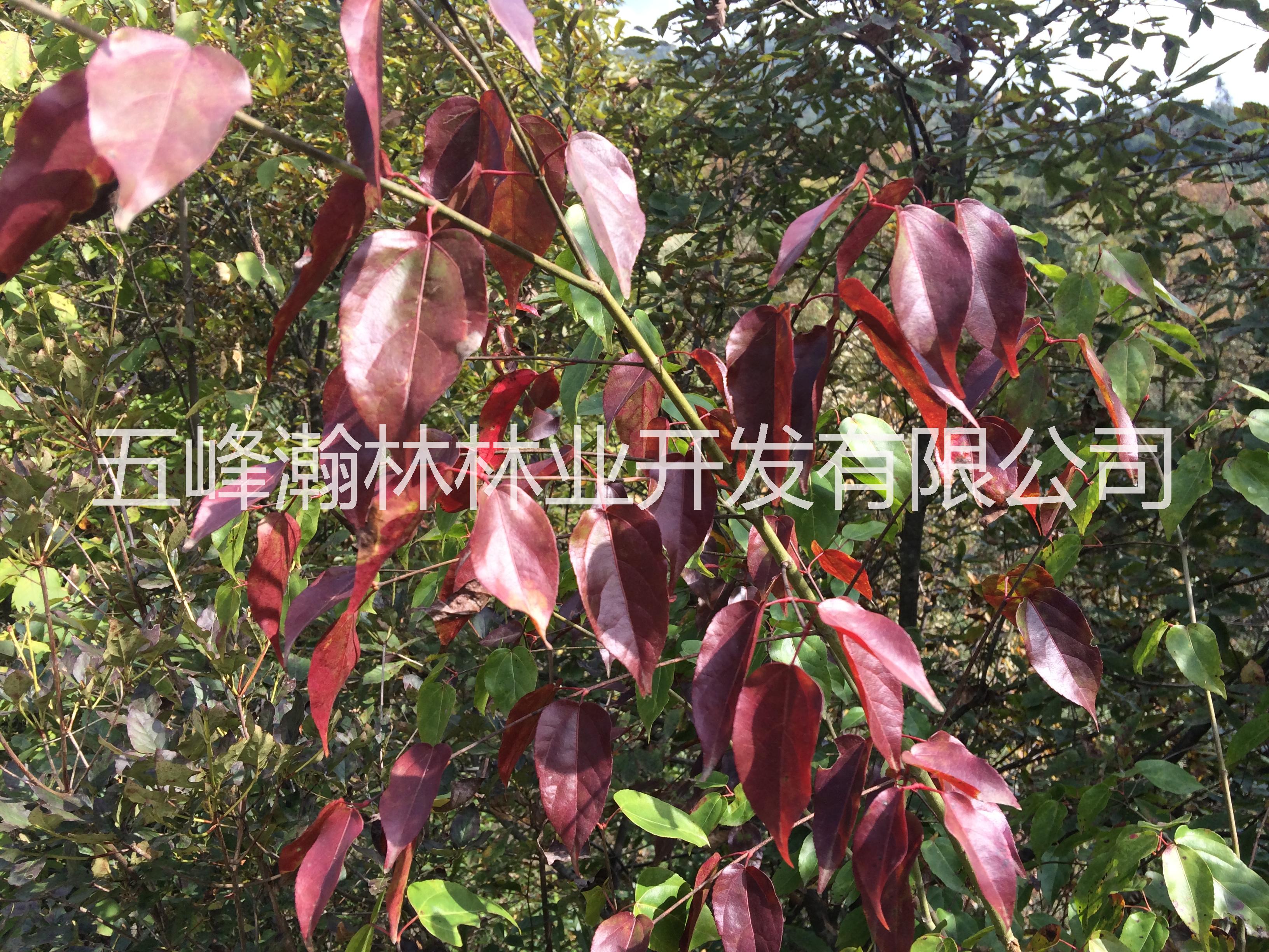 供應(yīng)槭樹科槭屬飛蛾槭苗