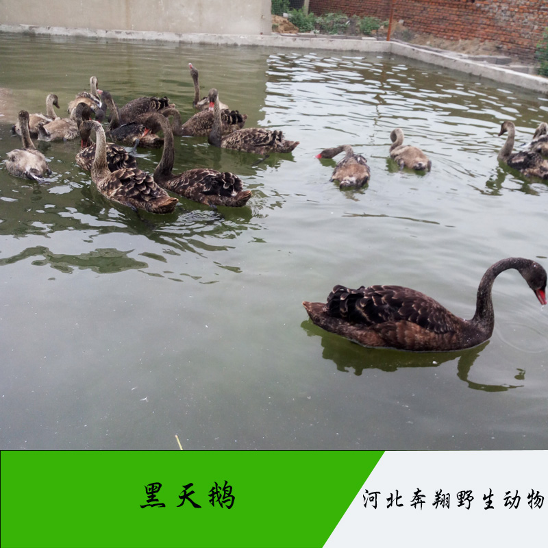 供應唐山*養(yǎng)殖基地，*經(jīng)濟價值 唐山*養(yǎng)殖基地直銷