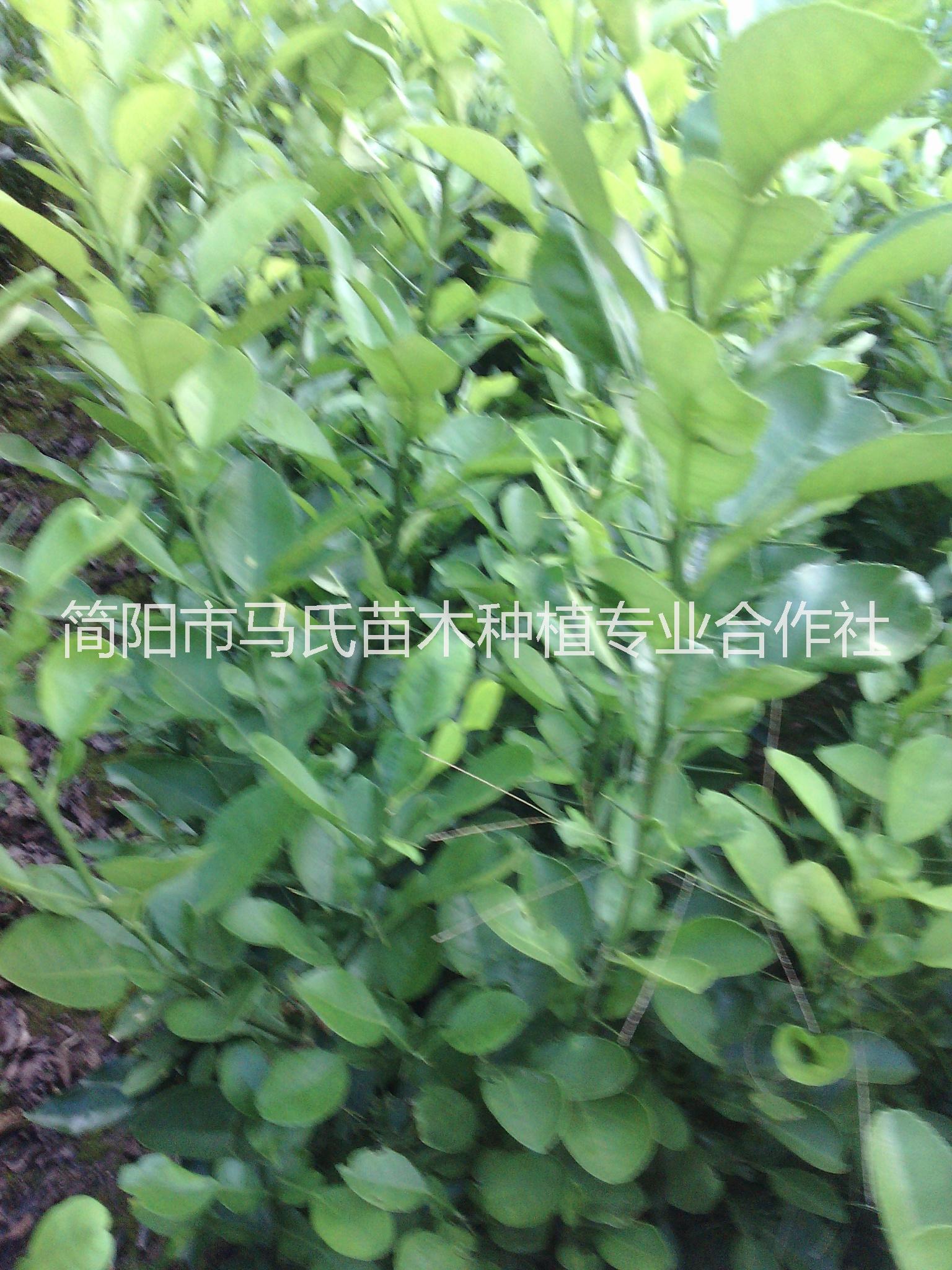 酸柚苗價(jià)格/酸柚苗基地/酸柚苗/酸柚苗價(jià)格/酸柚苗基地
