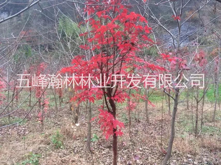 供應(yīng)彩葉樹槭樹科槭樹屬血皮槭苗