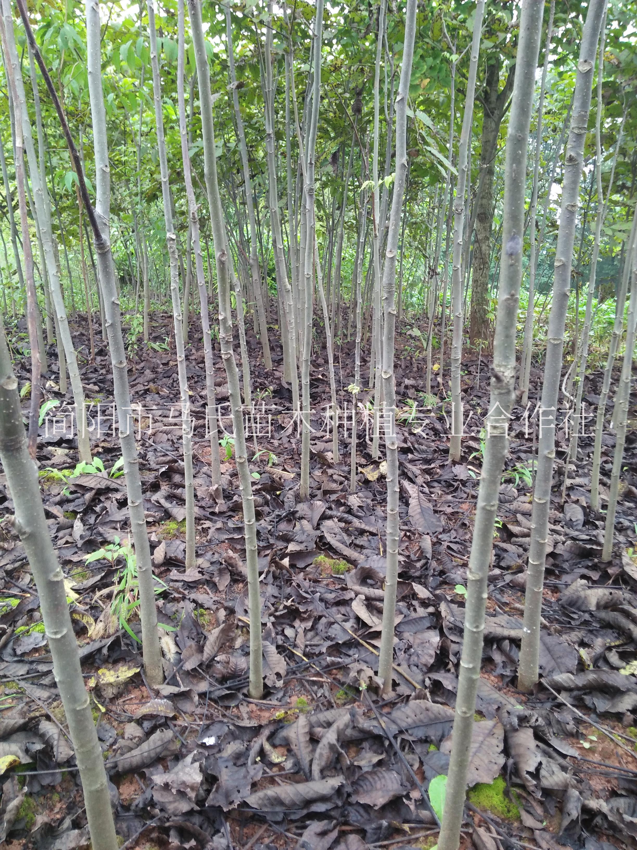 核桃實(shí)生苗|成都核桃苗|1-2公分優(yōu)質(zhì)實(shí)生核桃苗|實(shí)生核桃苗批發(fā)|實(shí)生核桃苗基地|簡(jiǎn)陽(yáng)核桃苗