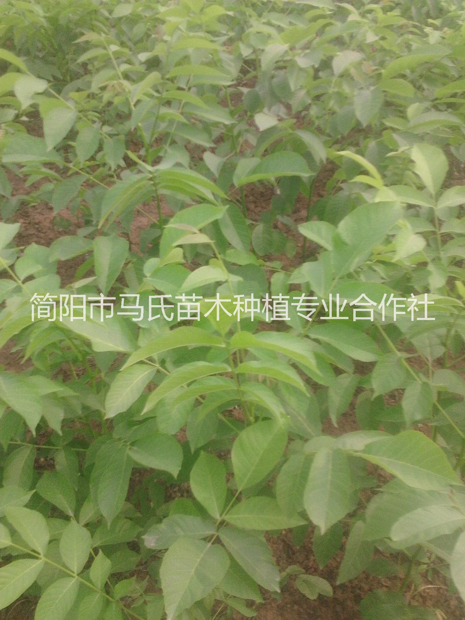 核桃樹苗||薄皮核桃苗|成都核桃苗|哪里核桃苗*|香玲核桃苗