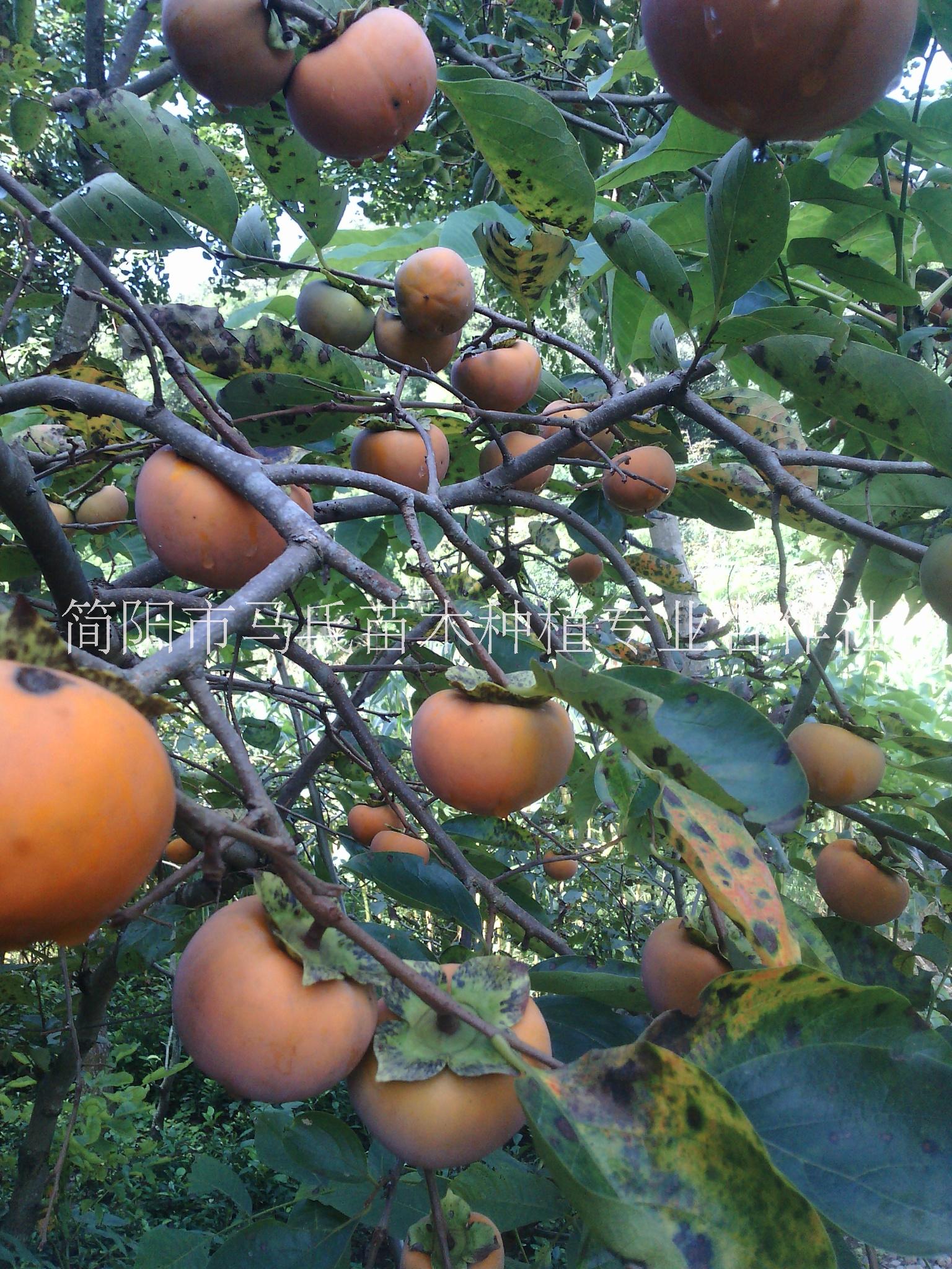 柿子苗/柿子苗價格/日本甜柿/甜柿苗批發(fā)/四川甜柿苗