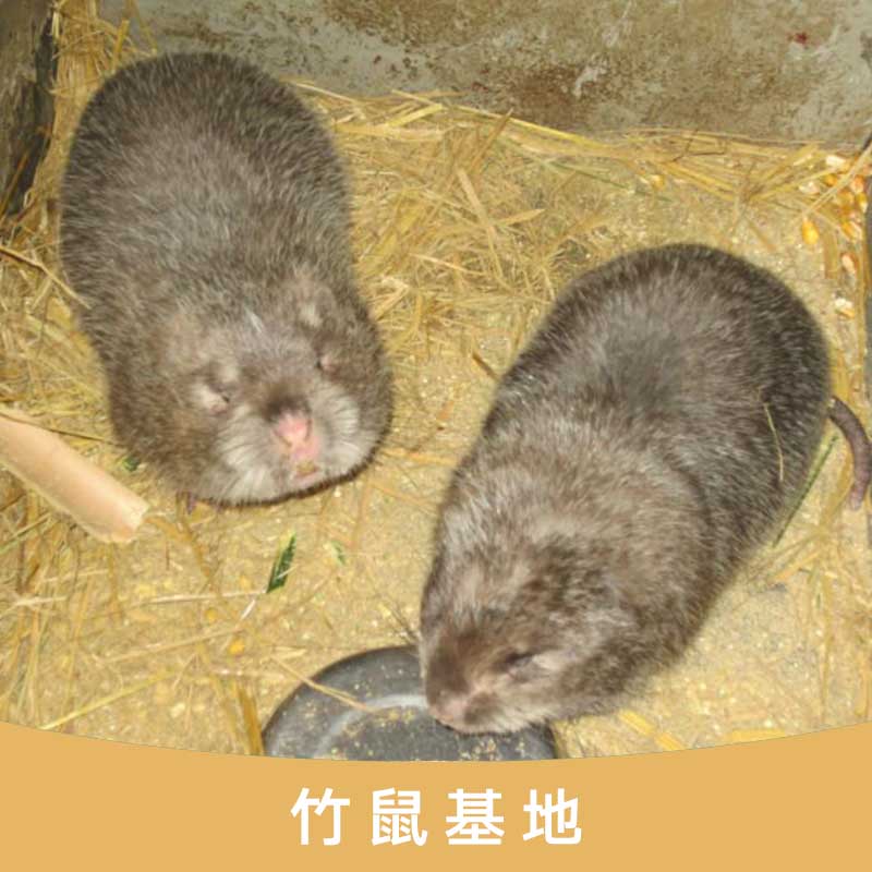 *基地 廣西桂林*養(yǎng)殖基地 桂林*廠家 *繁殖基地