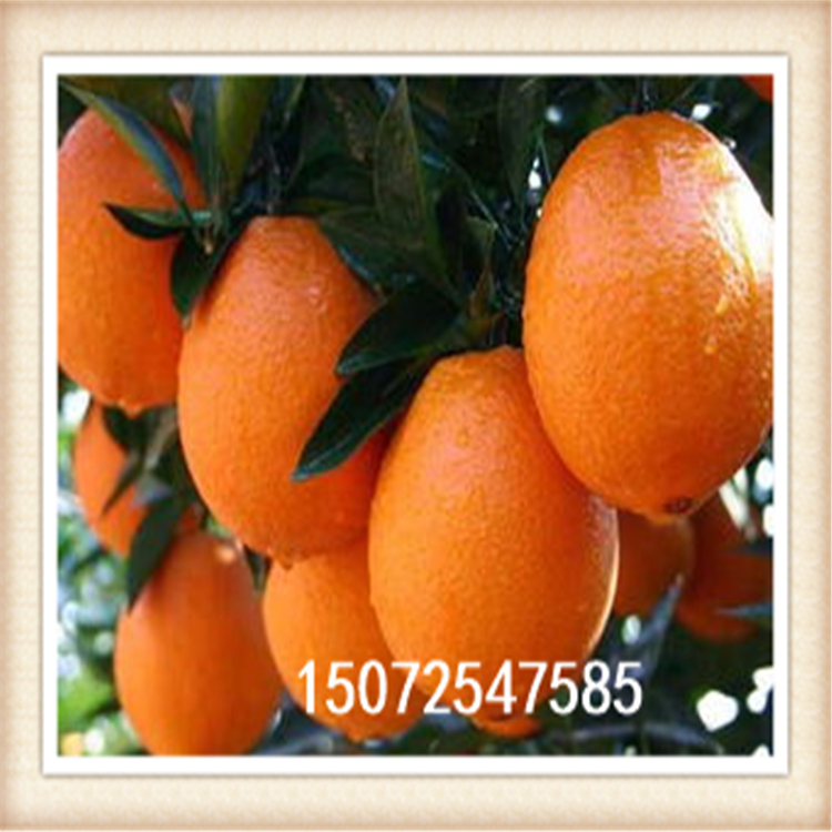 湖北秭歸皮薄多汁臍橙批發(fā)