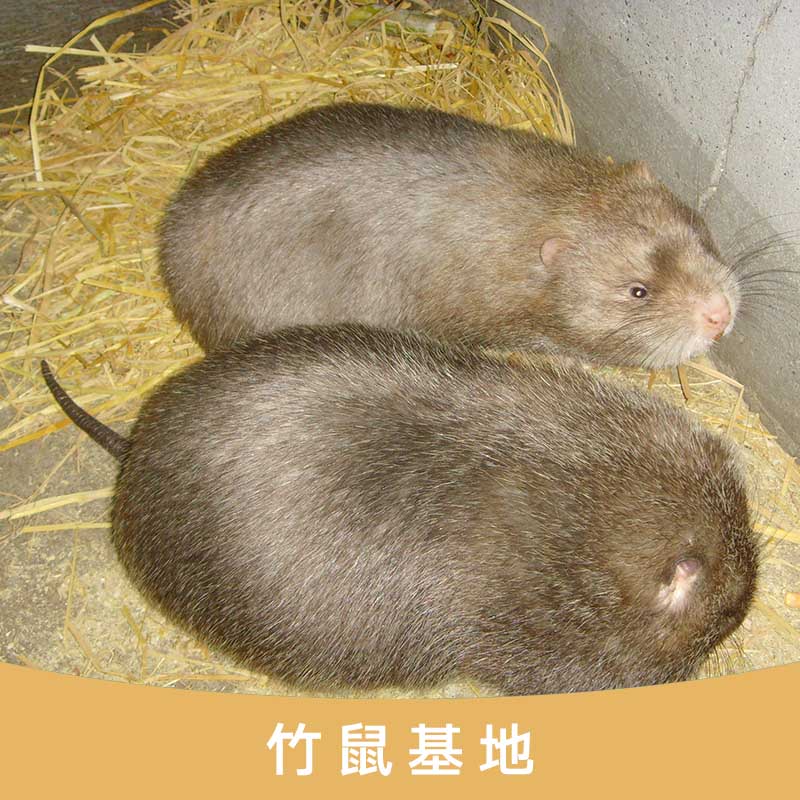 *基地 廣西桂林*養(yǎng)殖基地 桂林*廠家 *繁殖基地
