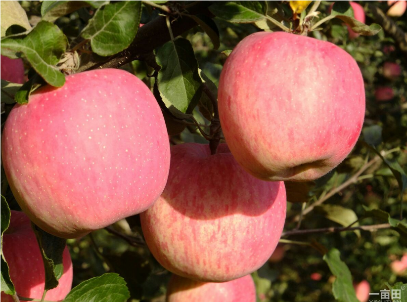 江西紅富士蘋果批發(fā)，江西紅富士蘋果批發(fā)價格