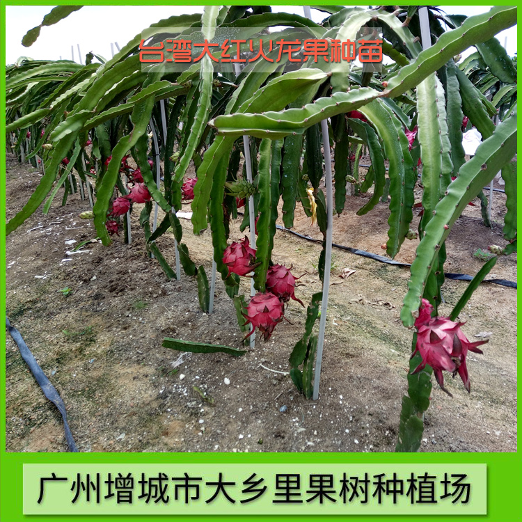 臺灣大紅火龍果種苗供應(yīng) 臺灣大紅火龍果苗價格 臺灣大紅火龍果種植園