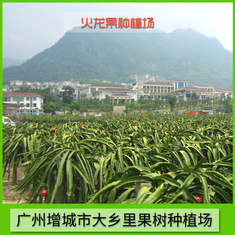 火龍果種植場 專業(yè)火龍果種植場 廣東火龍果種植場 火龍果種植場供應(yīng)