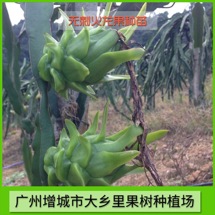 無刺火龍果 專業(yè)無刺火龍果種植 大鄉(xiāng)里無刺火龍果廠家 無刺火龍果種植基地