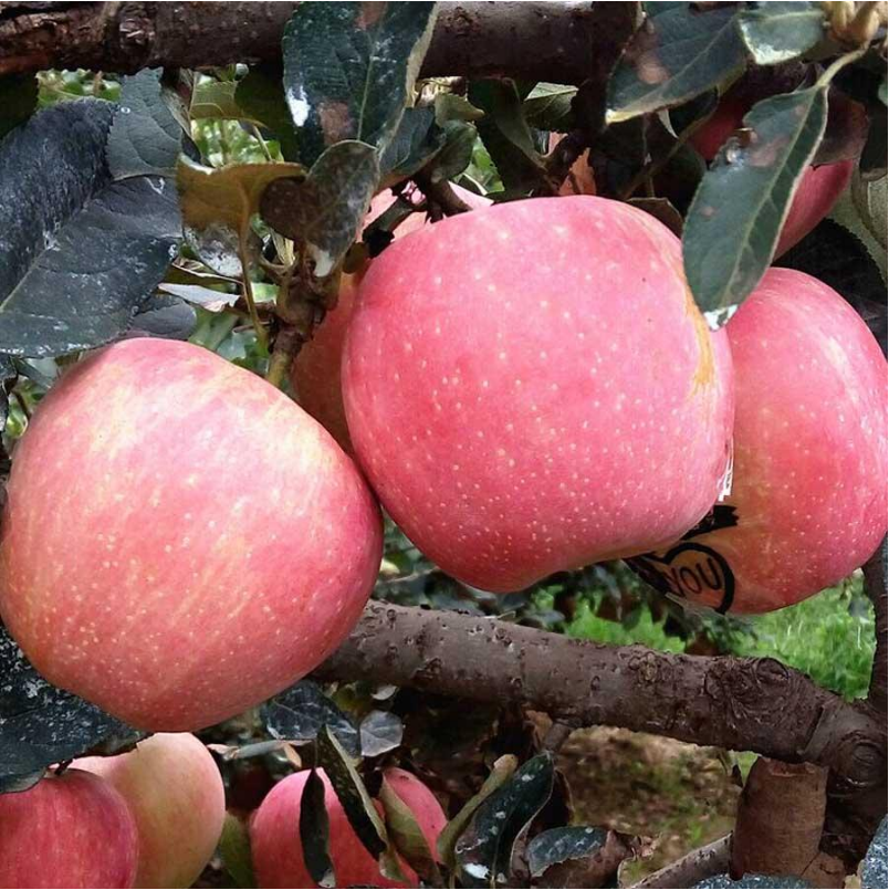 陜西大荔縣紅富士蘋果批發(fā)，陜西紅富士蘋果供應(yīng)商